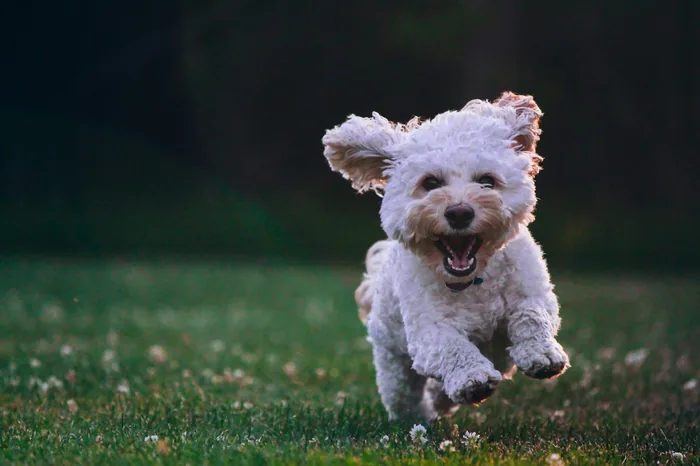 Cão branco correndo