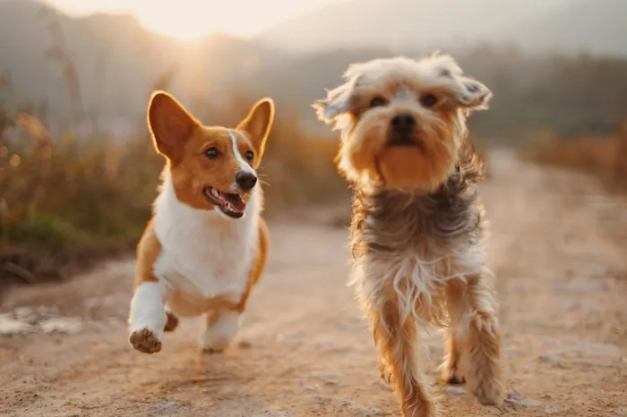 Corgi e terrier correndo
