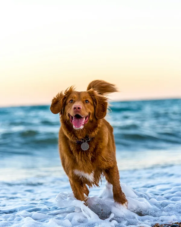 Cão na praia