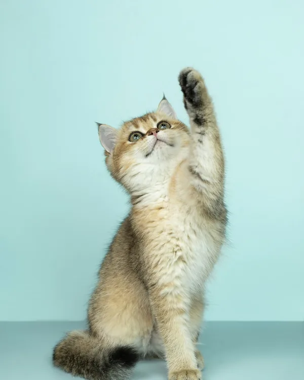 Gatinho