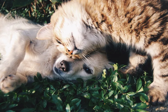 Cão e gato