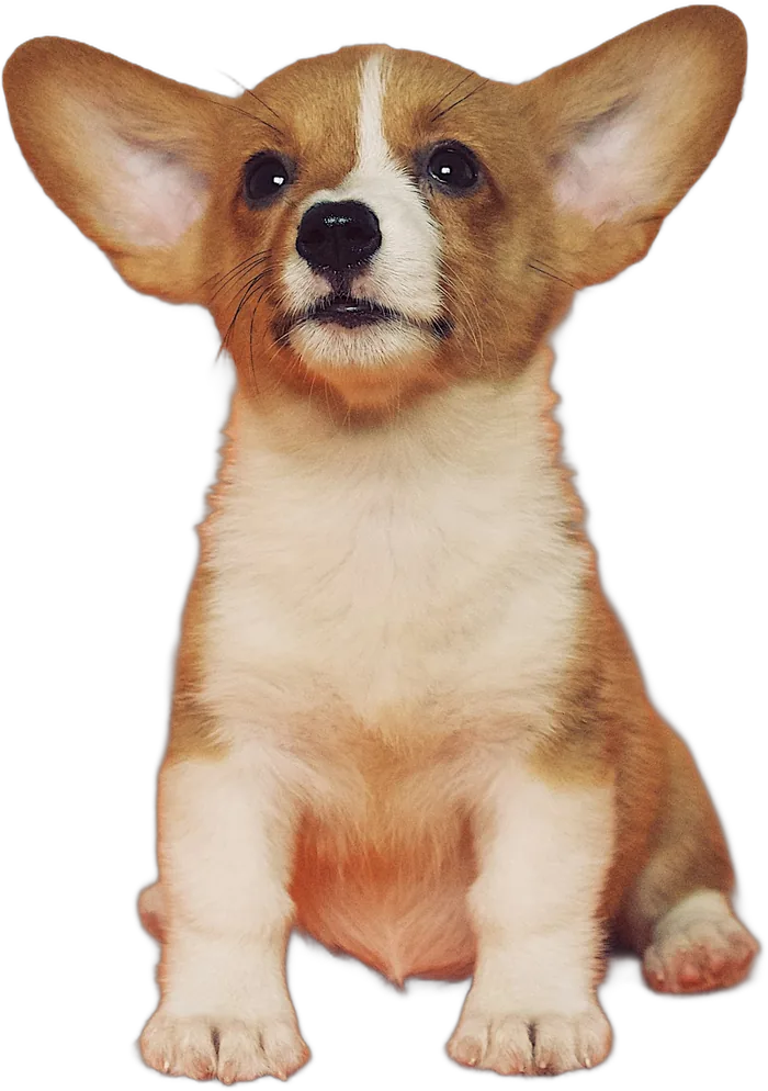 Corgi sentado