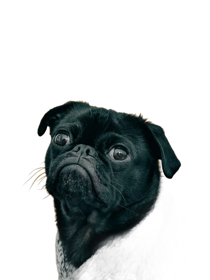 Pug de casaco