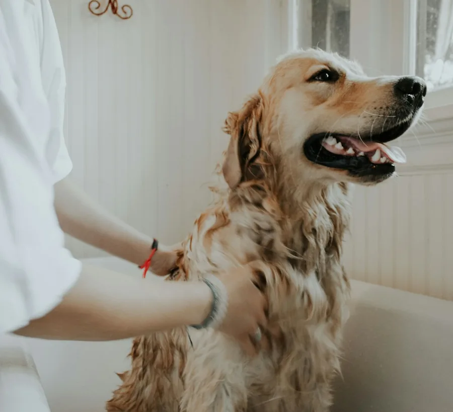 Tutora com golden retriever
